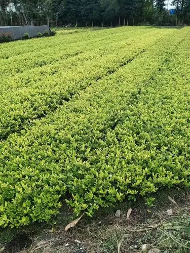 曲靖城市道路绿化养护成本