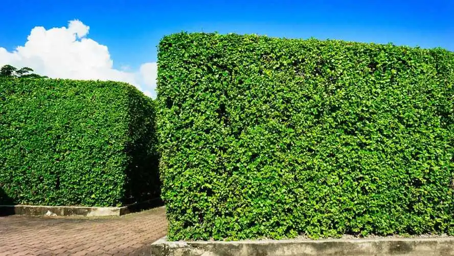 草坪绿化工程方案模板